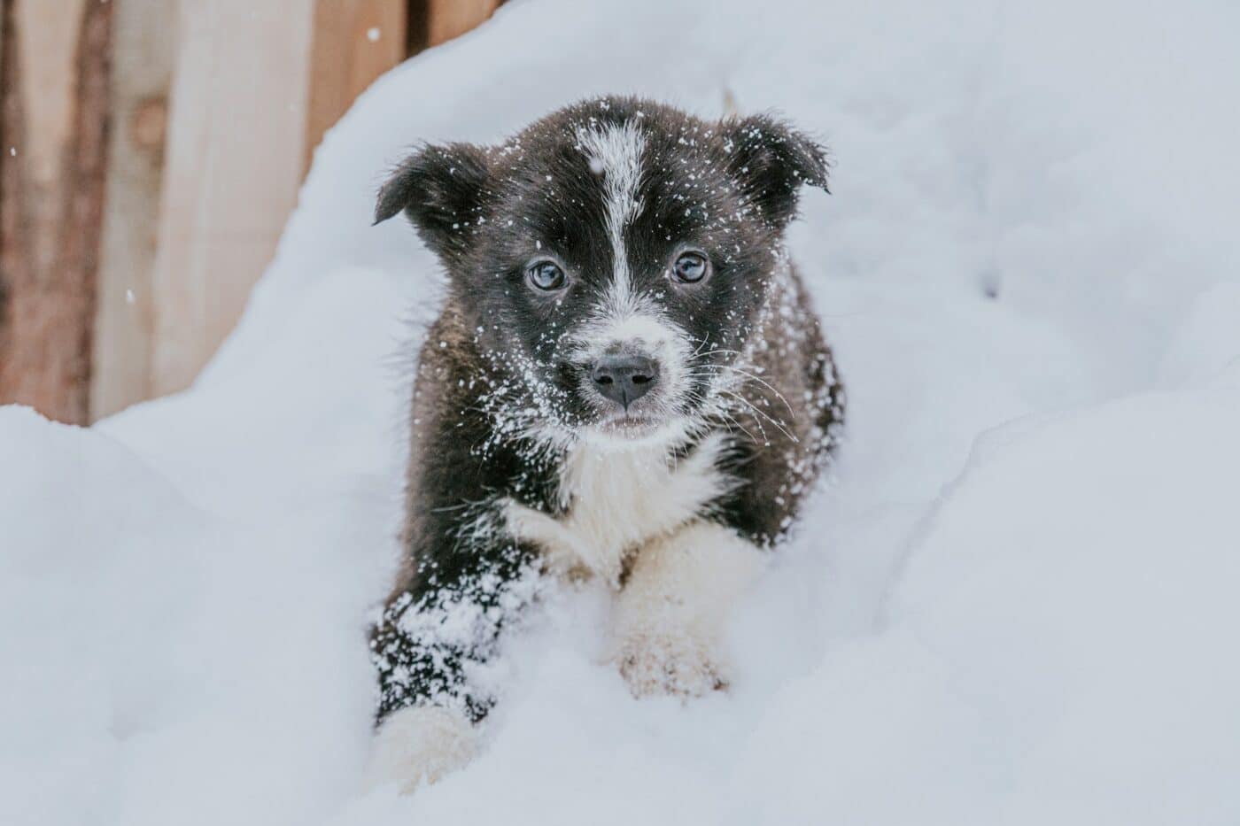 puppy in the snow