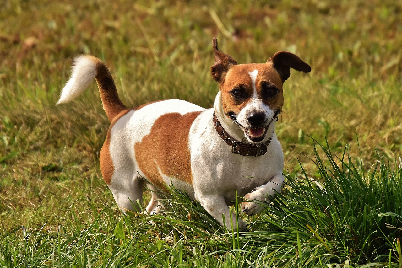 jack russell 1703735 1280 10