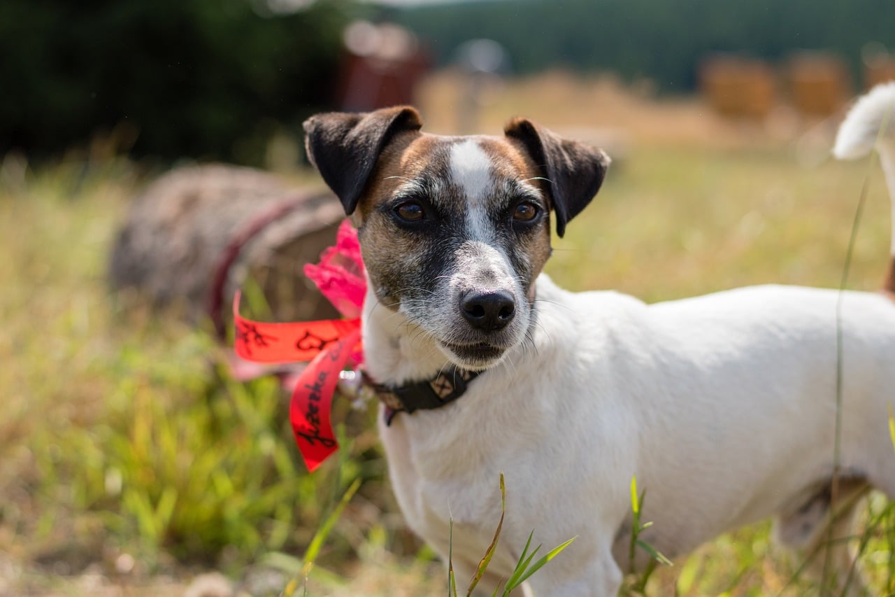 jack russell terier 3788378 1280 2 1