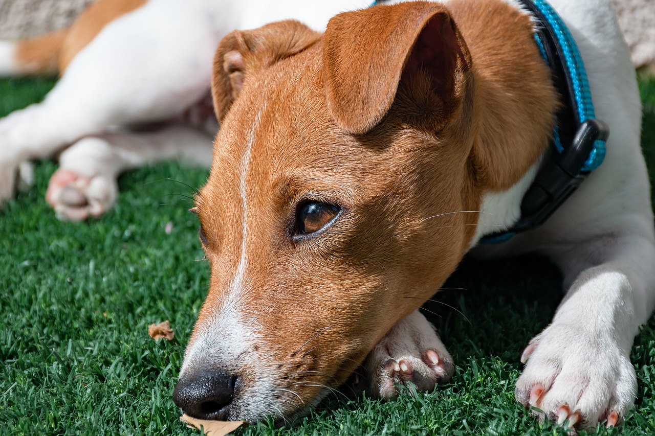 jack russell terrier 7114378 1280 1 2