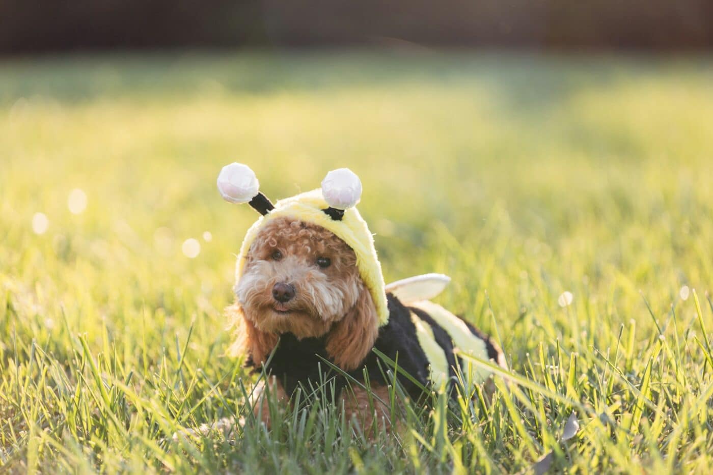 poodle wearing a bee costume