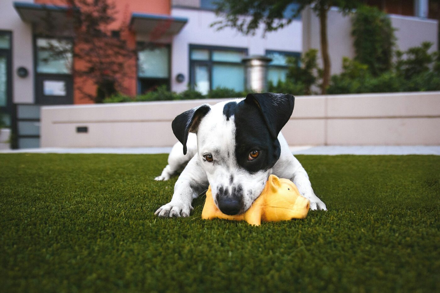 puppy playing