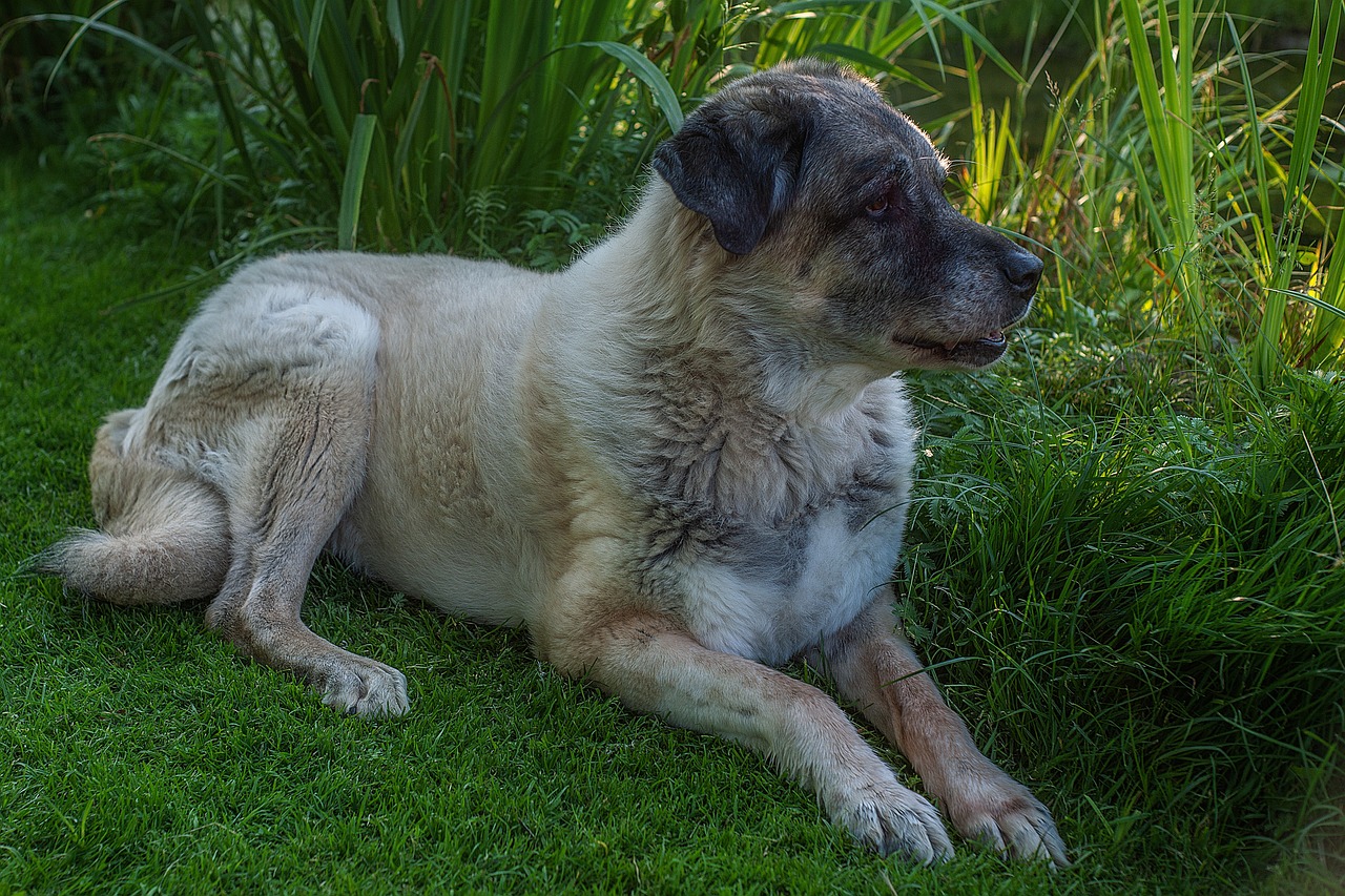 kangal 3883109 1280 3