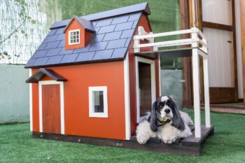 kennels for pets 3821861 1280 350x233 1