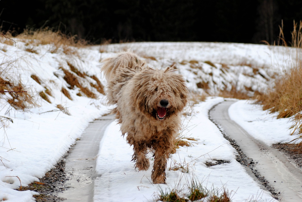 komondor dog running in snow