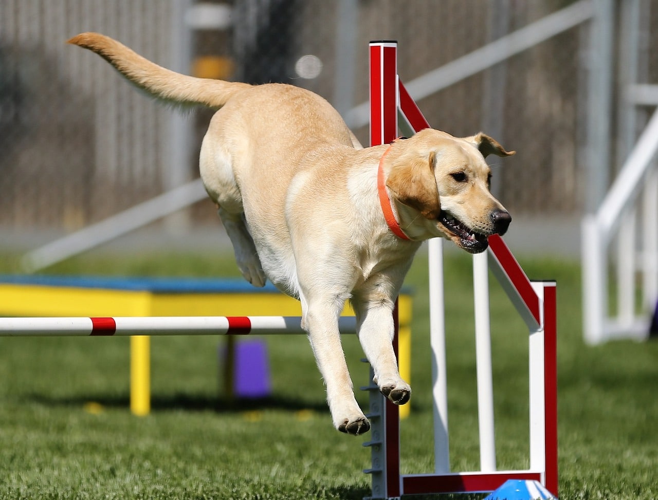 Labrador Retriever dog