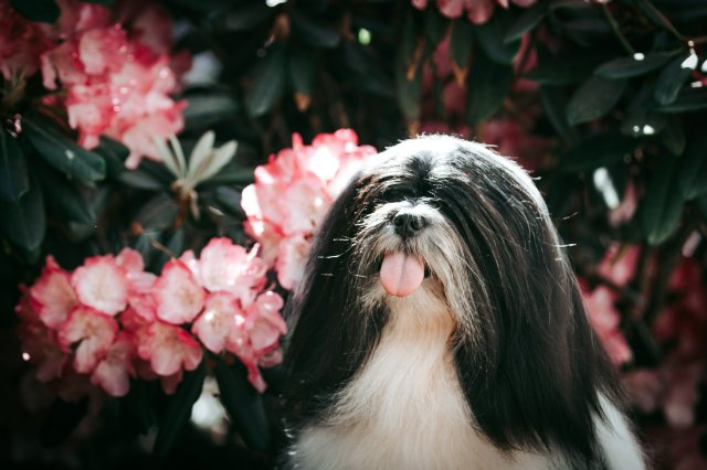 lhasa apso 10