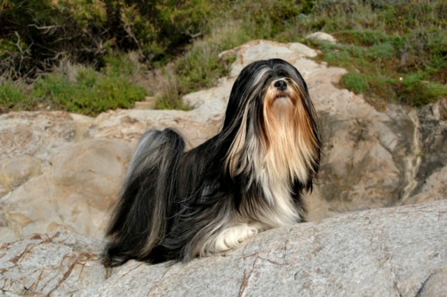 lhasa apso 2 1