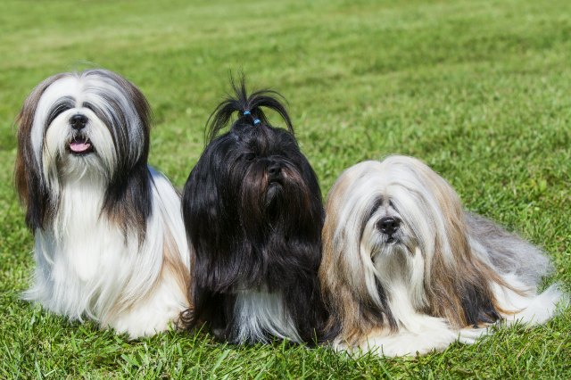 lhasa apso 5 1