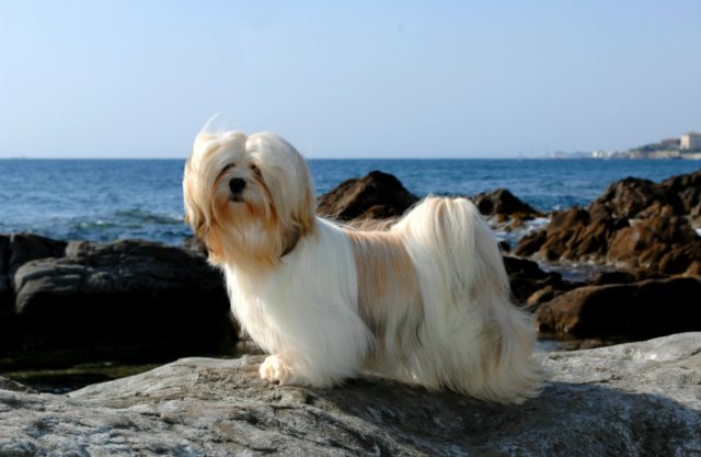 lhasa apso3