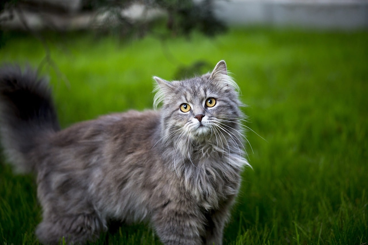 maine coon 4379230 1280