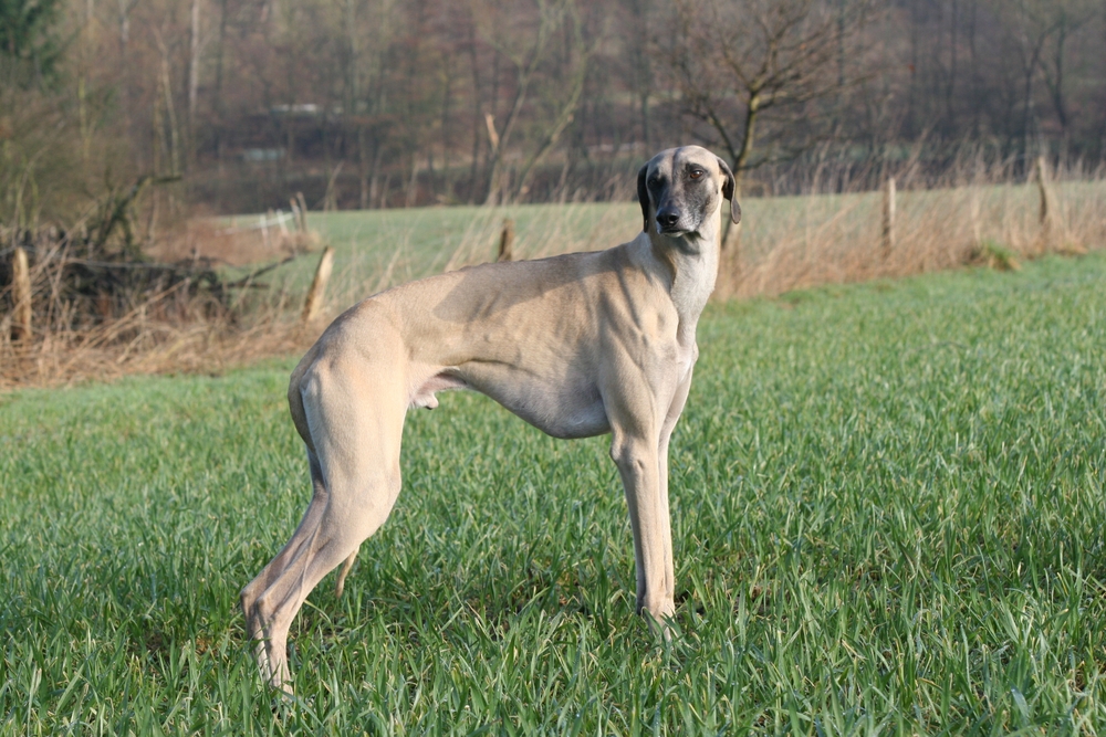 male Sloughi dog standing in field