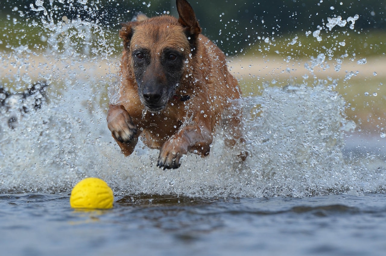 malinois 667485 1280