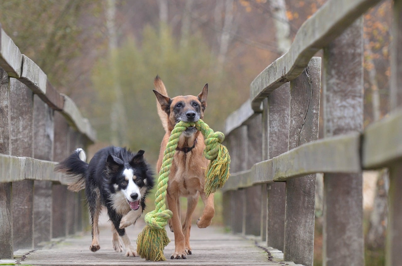 Collie dog