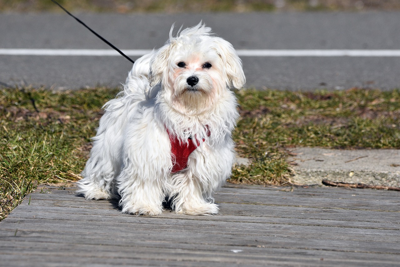 maltese dog 7238607 1280 2