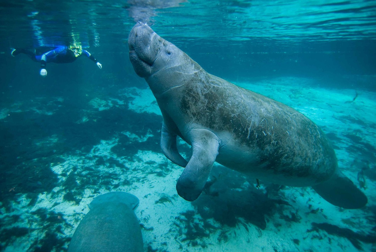 manatee 387194 1280