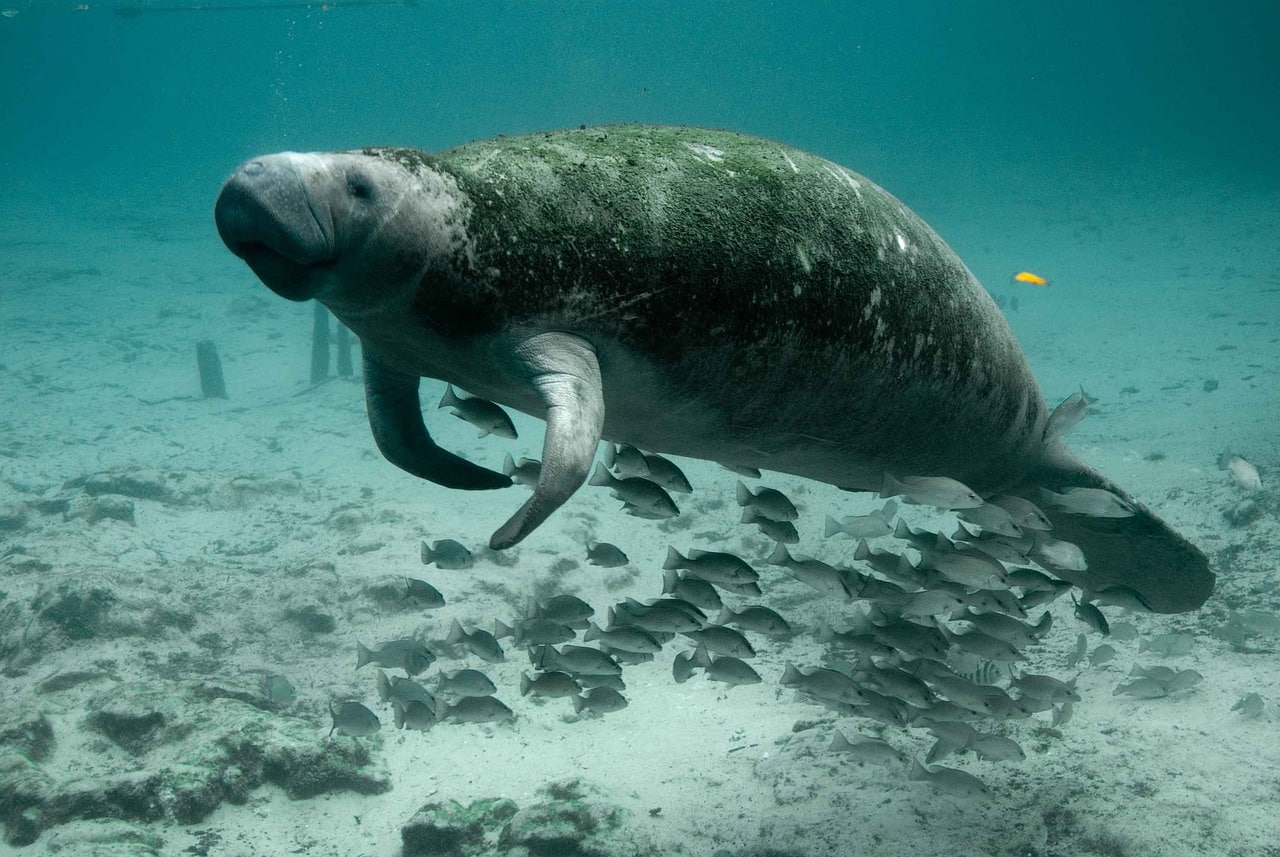 manatee 387195 1280