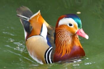 mandarin duck 6522108 1280 350x232 1