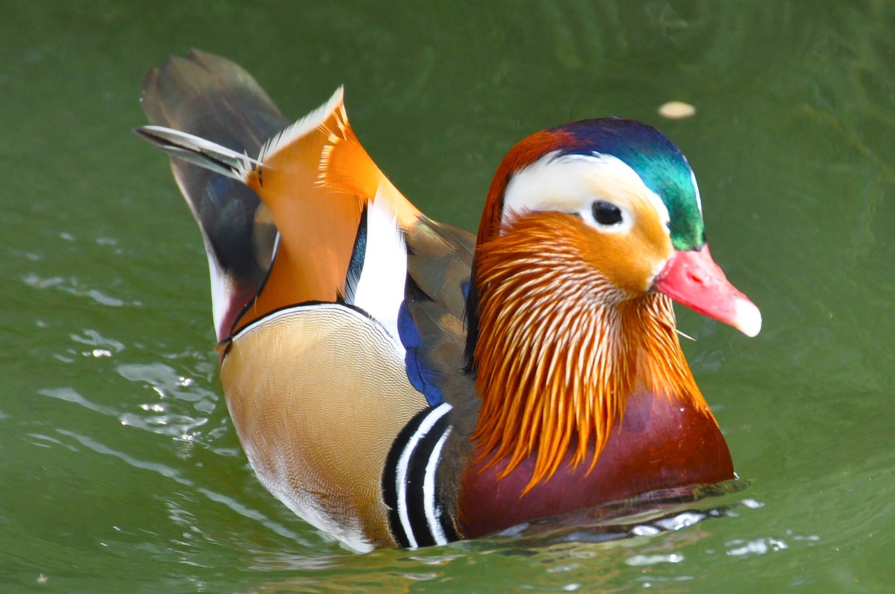 mandarin duck 6522108 1280