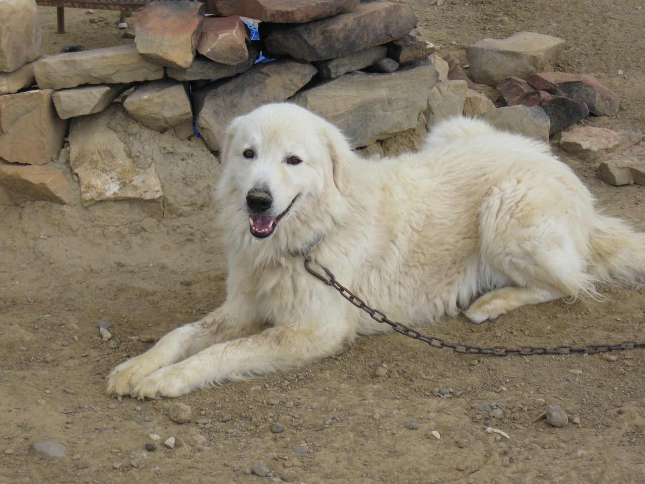 maremma sheepdog 379970 1280 1