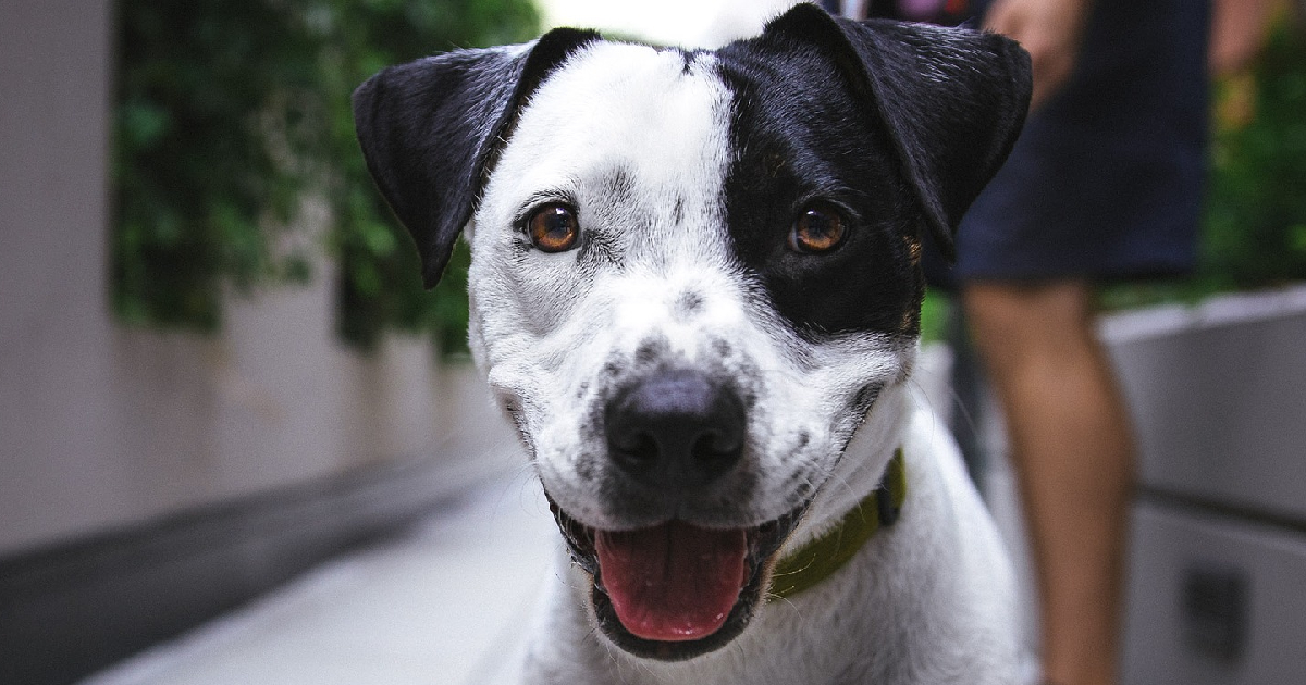 Mixed Breed dog