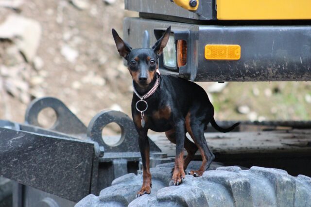 miniature pinscher 719039 1280 e1722846611273