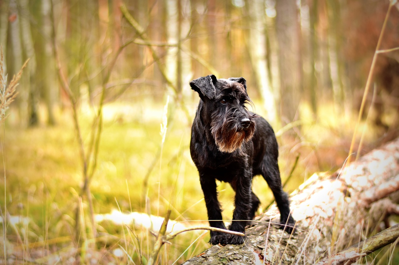 miniature schnauzer 1923452 1280