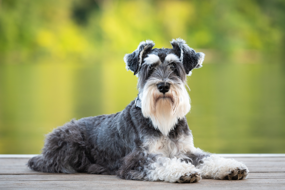 miniature schnauzer dog sitting outdoors