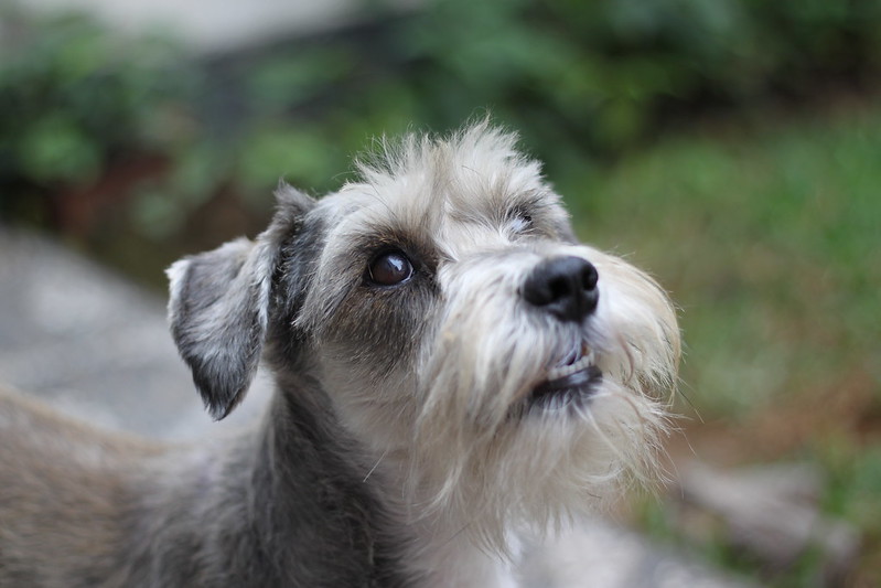 Miniature Schnauzer