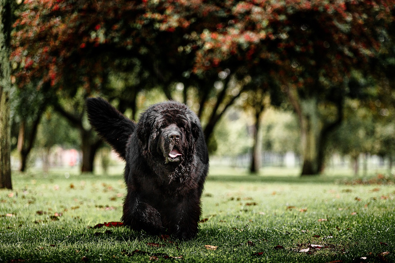 Newfoundland dog