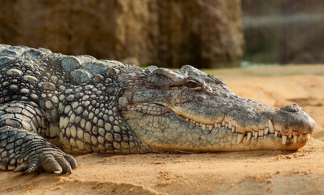 nile crocodile 245013 1280 1