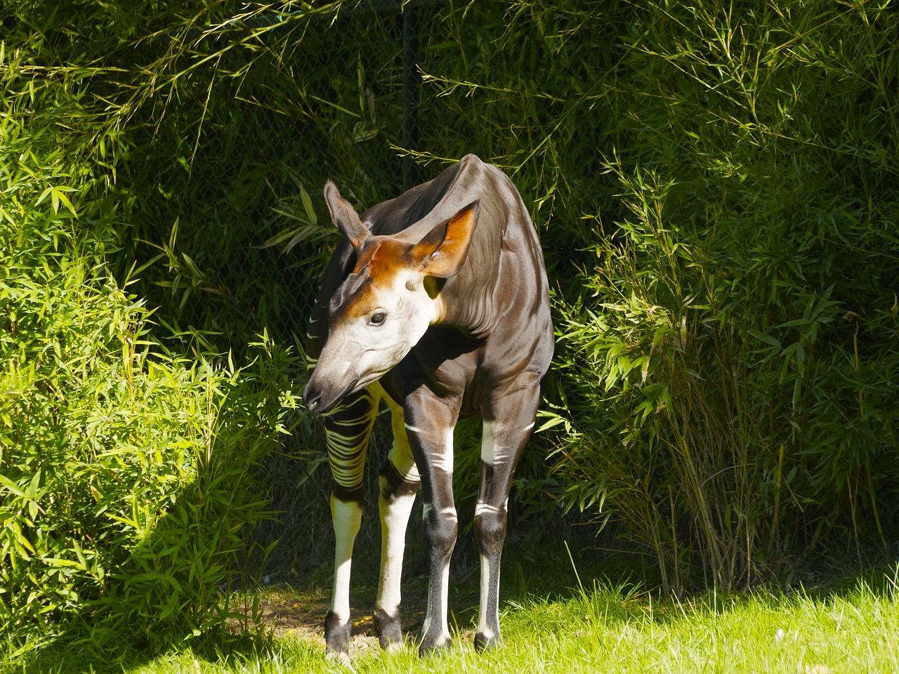 okapi 1721087 1280 1