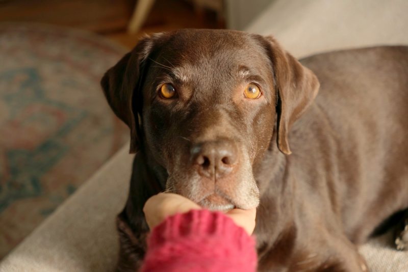 owner holding the dog's muzzle