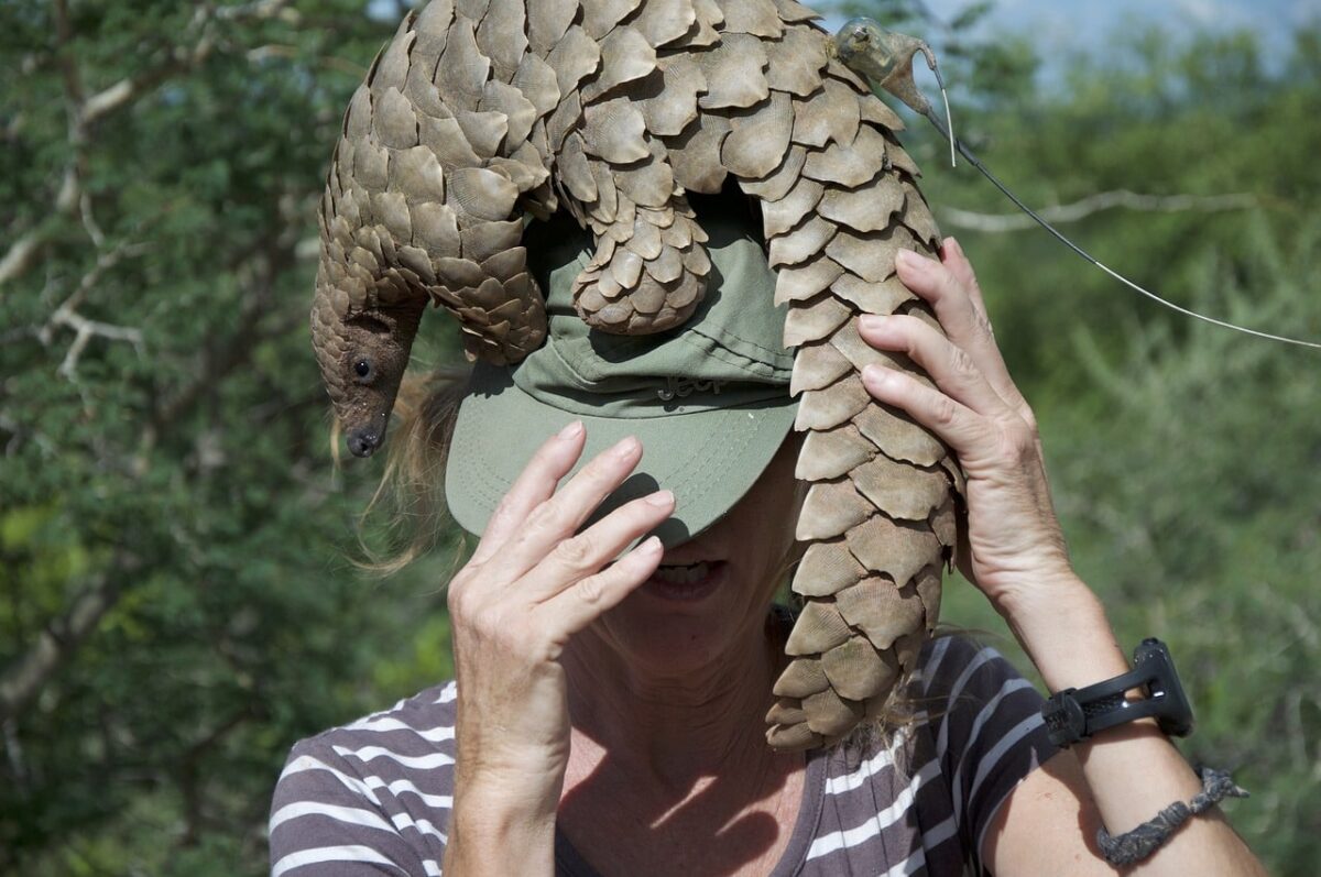 pangolin 4926259 1280 e1728943378132