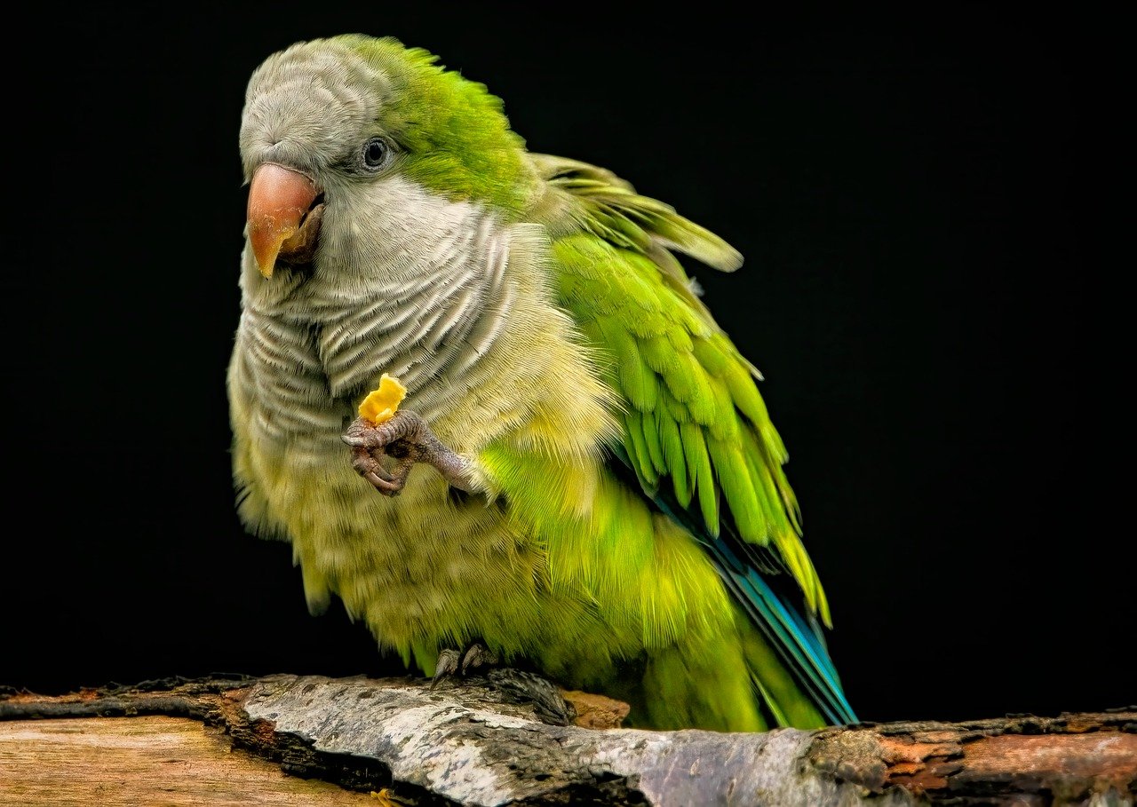 parrot 8368951 1280