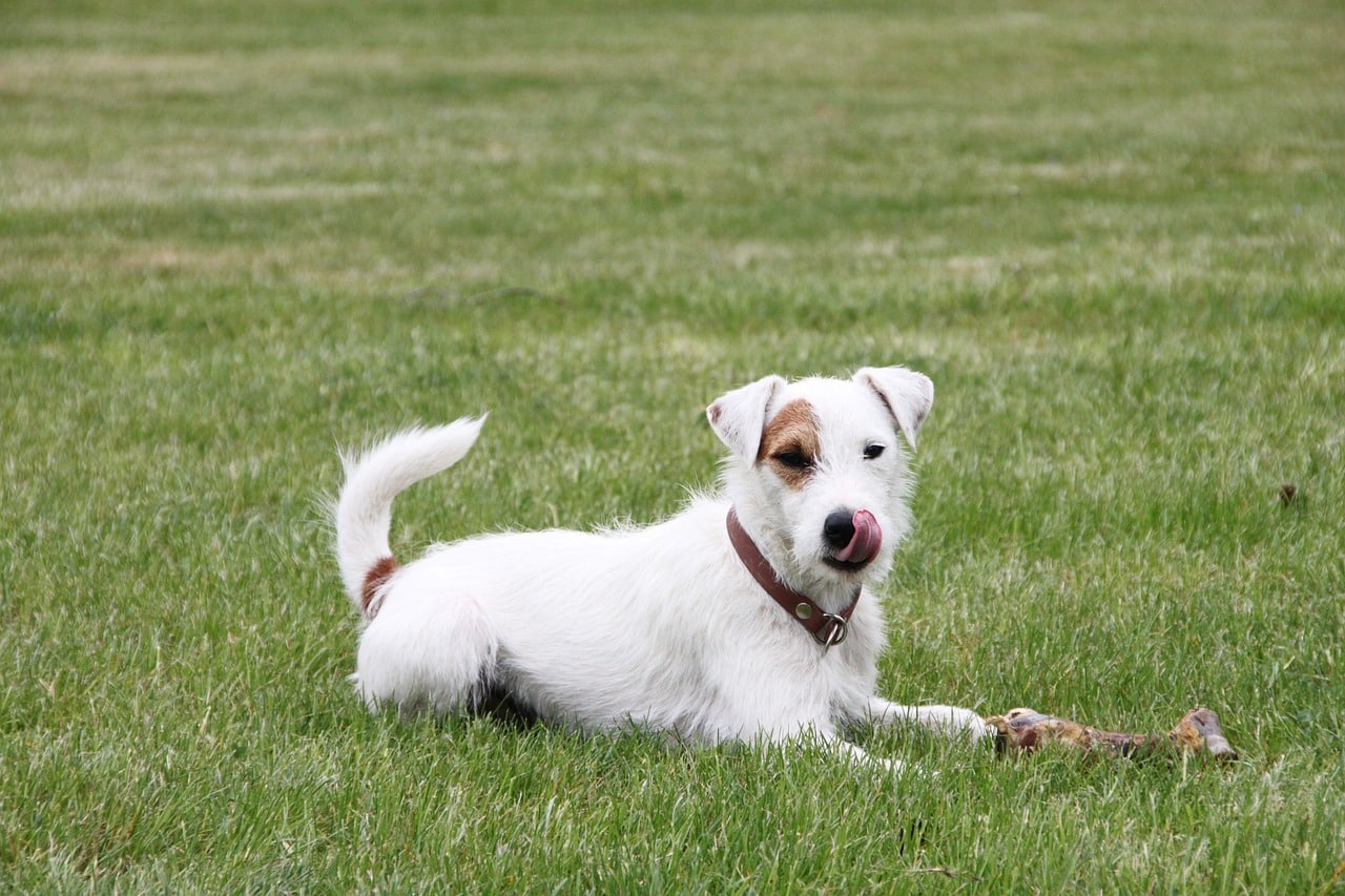 parson russell terrier 5168050 1280