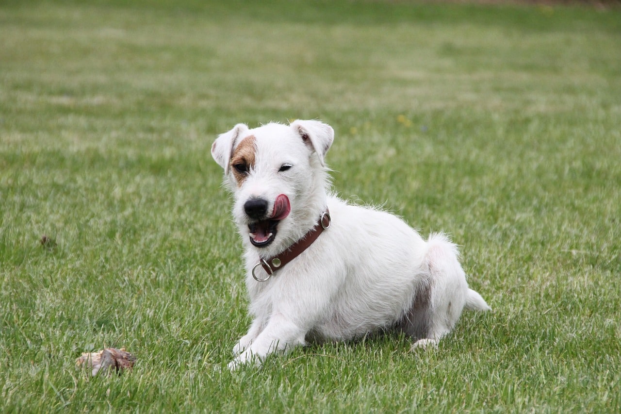 parson russell terrier 5168059 1280