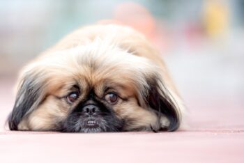 pekinese 2681535 1280 1 350x234 1