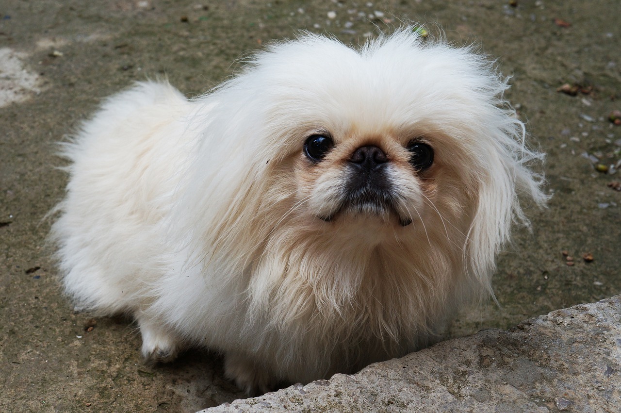 pekingese 1532580 1280