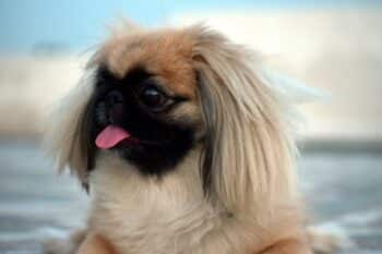 pekingese 2719513 1280 17 1 350x233 1