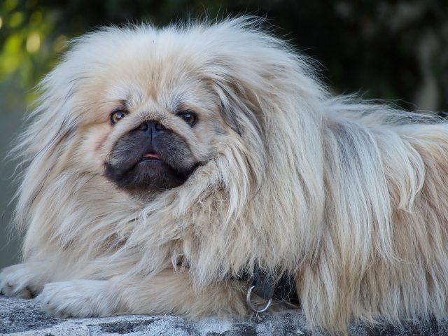 pekingese 3448271 1280 6 e1717397826349