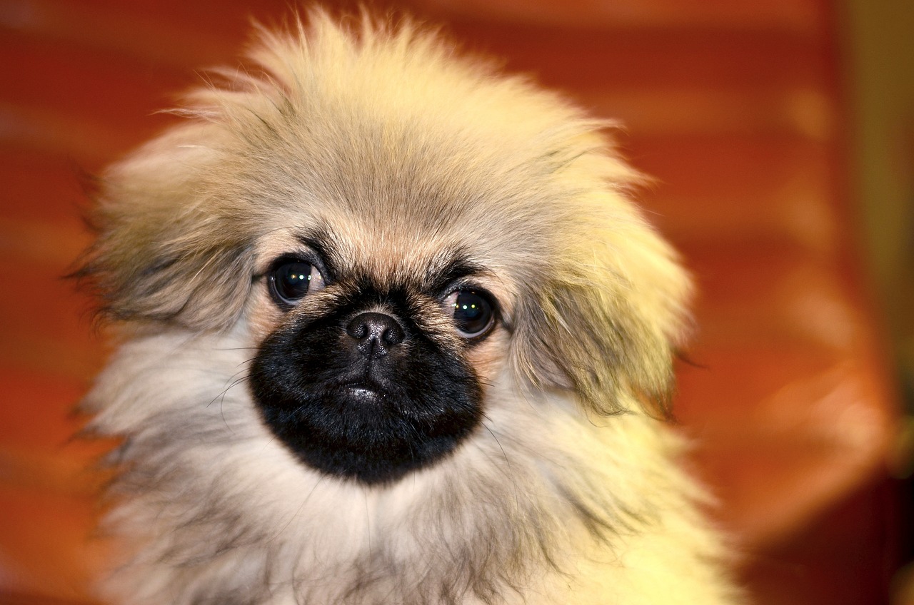 pekingese 3823920 1280 3