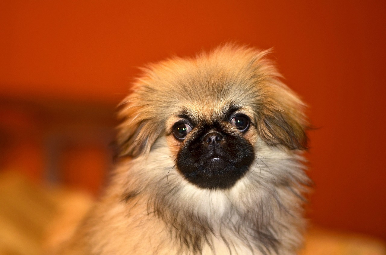 pekingese 3823927 1280