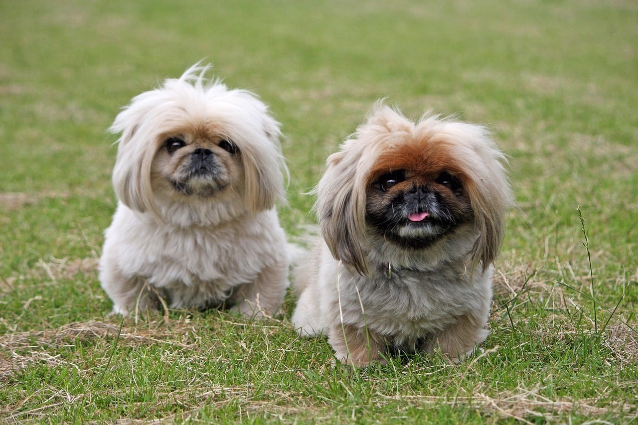 pekingese 937595 1280 1