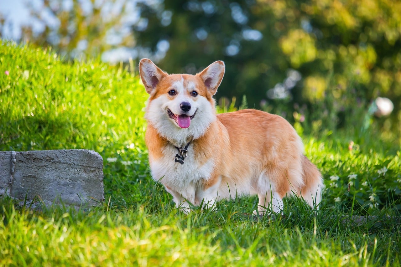 Pembroke Welsh Corgi