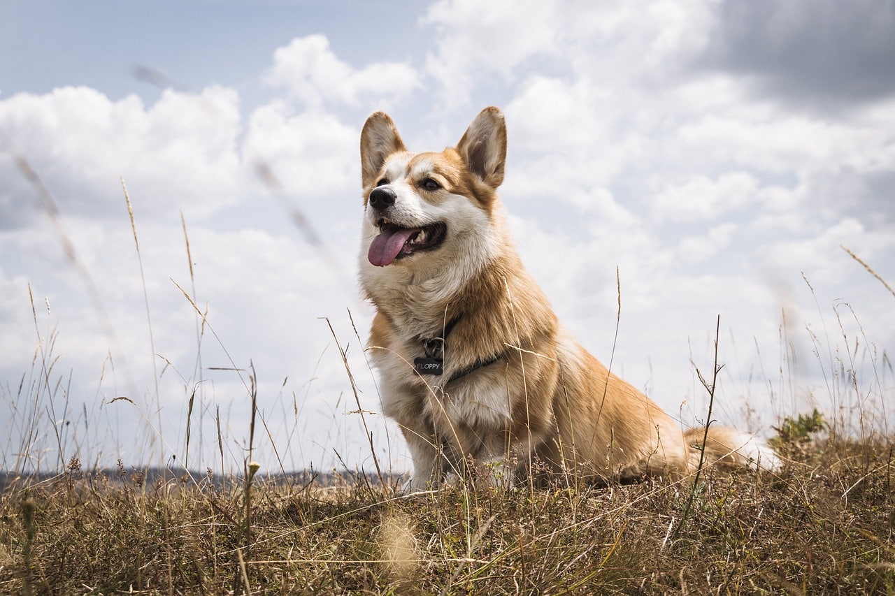 pembroke welsh corgi 7327285 1280 2