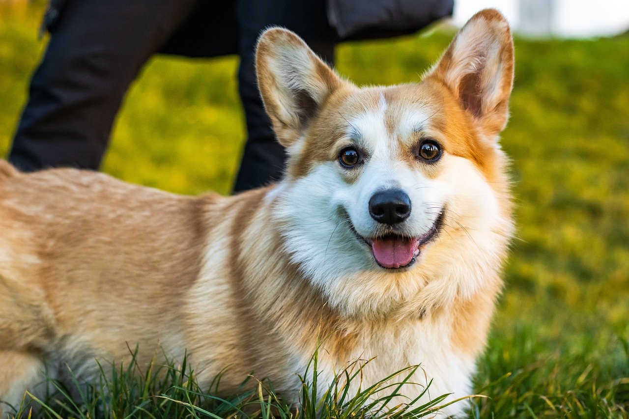 pembroke welsh corgi 7551486 1280