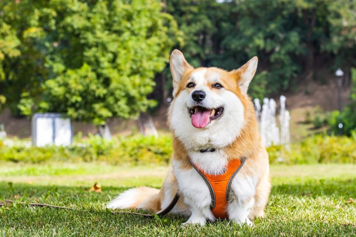 Pembroke Welsh Corgi dog