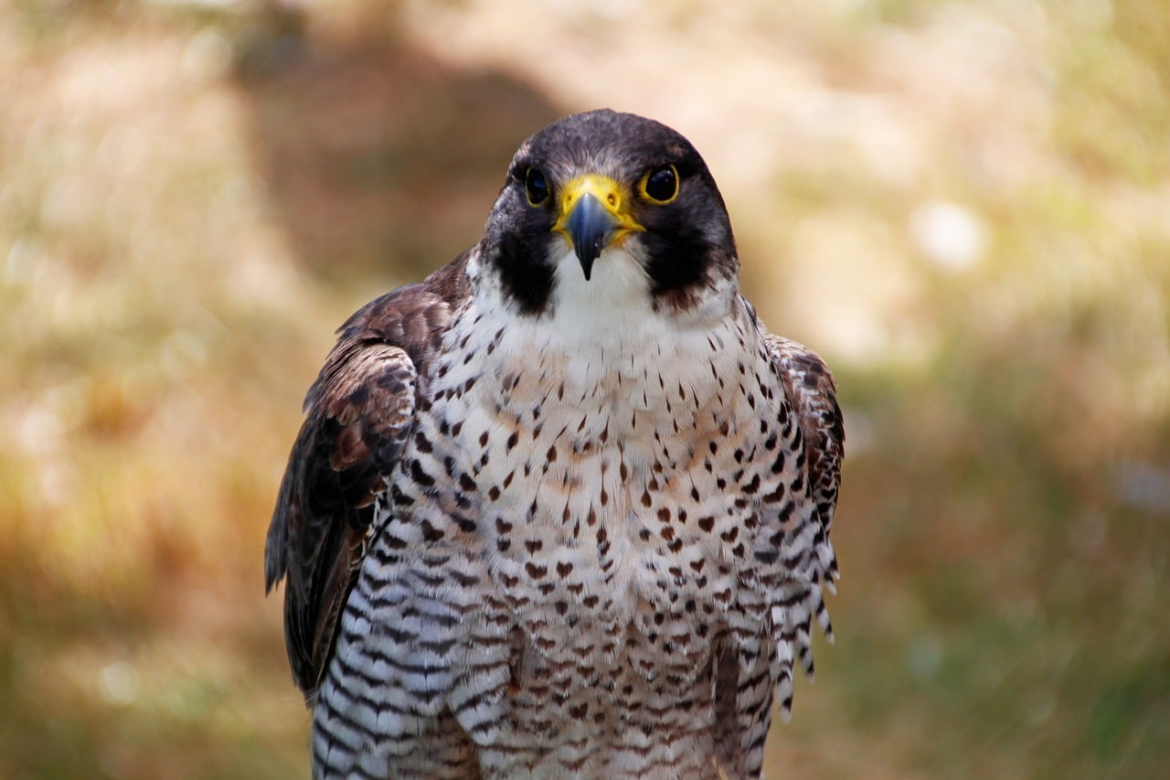 peregrine falcon 3616708 1280