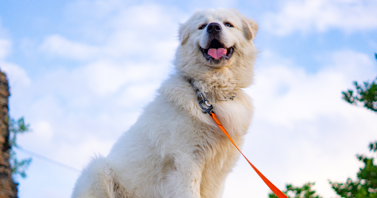 pet insurance Great Pyrenees